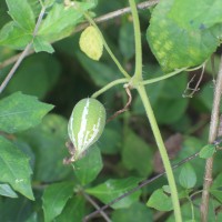 Trichosanthes cucumerina L.